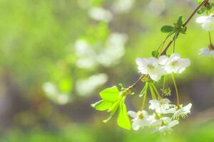blanc fleurs Cerise arbre. fleurs Cerise arbre fleuri. mon chéri et médicinal les plantes Ukraine. floraison fruit des arbres. photo