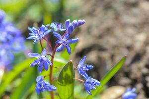 bleu fleurs de le scilla squille épanouissement dans avril. brillant printemps fleur de scilla bifolia fermer photo