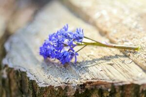 brin scilla squille , scilla bifolia mensonge sur le souche photo