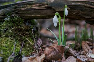 galanthus, perce-neige Trois fleurs contre le Contexte de des arbres. photo