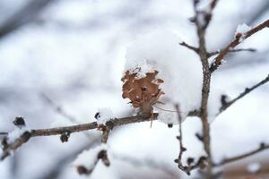 branches couvert avec blanc duveteux neige. Contexte. photo