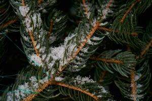 sapin branches couvert avec blanc duveteux neige. photo