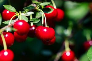 griottes et cerises. fruits et légumes. plante et plantes. photo