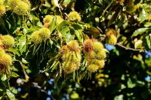 châtaignes sur une arbre dans le Soleil photo