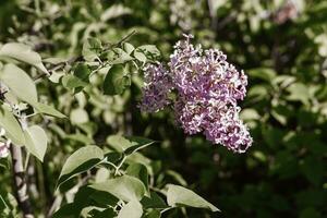 lilas fleurs sur une vert lilas buisson fermer. printemps concert. lilas jardin. photo