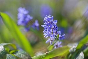 bleu fleurs de le scilla squille épanouissement dans avril. brillant printemps fleur de scilla bifolia fermer photo