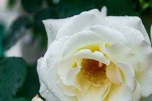 gouttes de pluie sur une blanc Rose pétale. magnifique Contexte avec les plantes et fleurs. photo