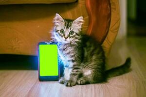 petit chaton est assis près mobile téléphone. chromakey. de la taille d'un smartphone animal de compagnie. confort concept photo