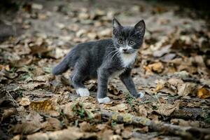 marrant gris chaton de 2 mois de âge fonctionnement par sec l'automne feuillage photo