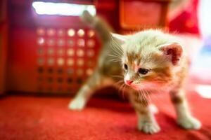 une chaton est en marchant sur une rouge tapis photo