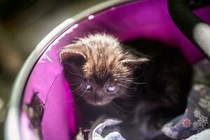 une chaton avec longue cils. égarer noir chaton parmi chiffons photo