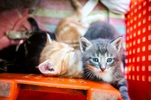 innocent chatons niché dans une Plastique récipient, avoir besoin une soins Accueil photo