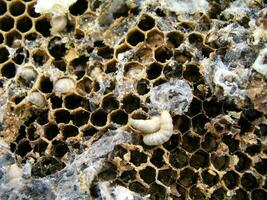 la cire papillon de nuit larves sur un infecté abeille nid. le famille de les abeilles est malade avec une la cire papillon. photo