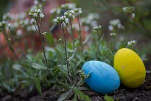 Jaune et bleu Pâques des œufs sont caché sur une monticule en dessous de blanc fleurs. fête de Pâques dans Ukraine. photo