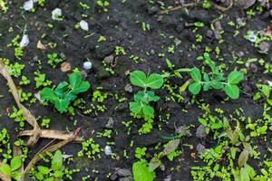 cultiver Jeune petits pois. le A venir récolte dans le jardin. pois avec Jeune feuilles. photo