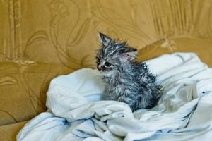 humide détrempé effrayé chaton après bain. animal hygiène. destruction de parasites. traitement de des puces. photo