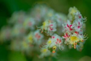 châtaigne fleurs et bourgeons sur dans printemps. brillant vert feuilles proche en haut. Contexte pour printemps économiseurs d'écran sur téléphone. Renaissance de la nature. épanouissement bourgeons sur des arbres. photo