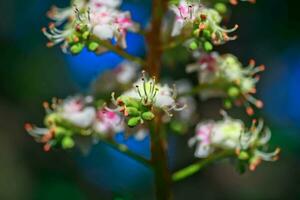 châtaigne fleurs et bourgeons sur dans printemps. brillant vert feuilles proche en haut. Contexte pour printemps économiseurs d'écran sur téléphone. Renaissance de la nature. épanouissement bourgeons sur des arbres. photo