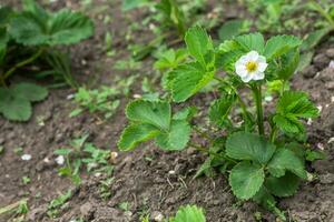 magnifique blanc fraise fleur dans le jardin. le premier surgir de des fraises dans le de bonne heure été. Naturel Contexte. photo