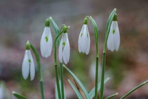 galanthus, perce-neige Trois fleurs contre le Contexte de des arbres. photo