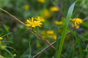 Jaune camomille, anthémis tinctoria, cote tinctoria, le d'or marguerite, oxeye camomille, Jaune fleurs sur le champ. mon chéri les plantes de L'Europe . photo