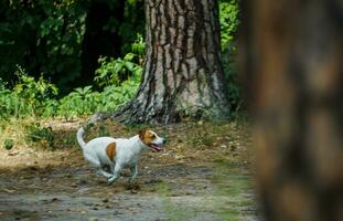 jack Russell terrier court le long de le forêt chemin. chien sur une marcher parmi des arbres. photo