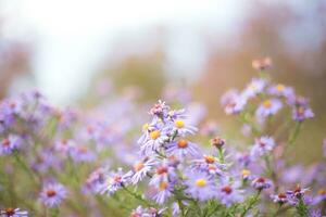 symphyotrichum dumosum, riz bouton aster ou broussailleux aster contre Contexte de l'automne forêt. l'automne Contexte. dernier fleurs. photo