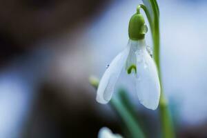 le premier printemps fleurs blanc perce-neige dans le forêt illuminé photo