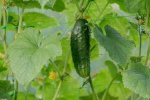 un vert mûr concombre sur une buisson parmi le feuilles. concombre sur le Contexte de le jardin. photo