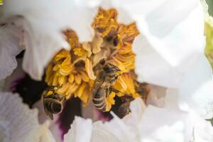 les abeilles collecte pollen de paeonia suffruticosa, arbre pivoine ou pivoine fleur. là sont beaucoup les abeilles à l'intérieur le fleur. photo