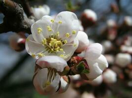 macro photo magnifique abricot fleurs sur une branche sur une ensoleillé journée