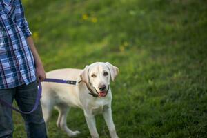 Labrador retriever, aussi Labrador, labradorite pour une marcher. le garçon est en portant une Labrador sur une laisse. le chien coincé en dehors le sien langue. photo