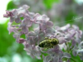 une abeille recueille pollen de le fleurs de lilas. premier lilas fleurs sur le des buissons. mon chéri les plantes Ukraine. collecte pollen de fleurs et bourgeons photo