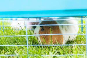 mer Guinée porc dans cage sur herbe. en marchant animaux domestiques dans été sur rue. soins pour animaux domestiques. photo