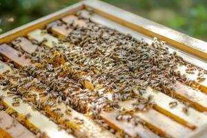 cadres de ruche. proche en haut vue de ouvert ruche corps montrant cadres peuplé par mon chéri les abeilles. nature, insectes. apiculture, photo