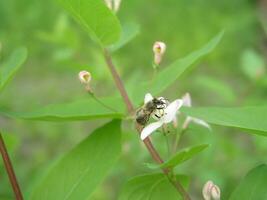 une abeille recueille nectar avec blanc chèvrefeuille fleur avec brillant jaune, couvert de pollen anthères et foncé les bois derrière.chérie plante Ukraine. collecte pollen de fleurs et bourgeons photo