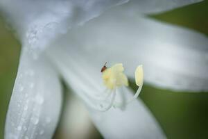 hosta, des hostas, banane plantain fleurs de lys, Giboshi blanc fleur avec laissez tomber macro voir. Contexte de hosta feuilles. vivace. photo