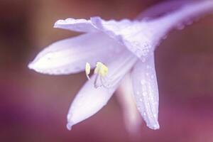 hosta, des hostas, banane plantain fleurs de lys, Giboshi blanc fleur avec laissez tomber macro voir. Contexte de hosta feuilles. vivace. photo