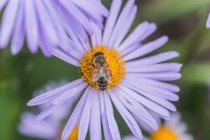 aster alpinus ou alpin aster violet ou lilas fleur avec une abeille collecte pollen ou nectar. violet fleur comme une Marguerite dans fleur lit. photo