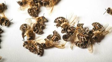 une mort abeille sur une blanc Contexte. infestation de les abeilles avec pesticides de le des champs, les acariens, ou autre maladies photo