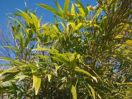 fond de feuilles de bambou photo