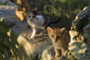 De minuscules chatons d'un mois sont sur le mur du jardin et illuminés par la lumière chaude du coucher du soleil photo