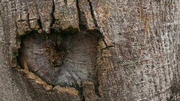 trou dans une arbre photo