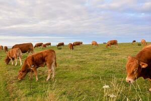 vaches pâturage dans une champ sur une nuageux journée photo