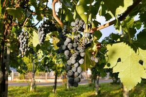 raisins sur la vigne photo