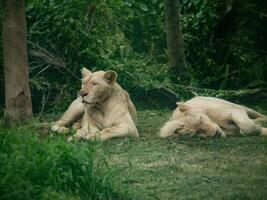 lion à l'état sauvage photo