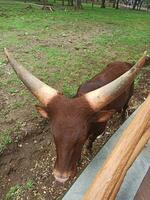 ankolé longhorn bétail ou bos Taureau Taureau watusi est un africain bétail avec très grand cornes photo