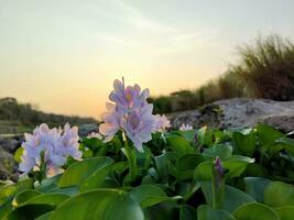 l'eau commun jacinthe ou pontederia crassipes fleurs fleur sur été photo