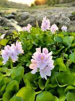 l'eau jacinthe fleurs ou eichhornie crassipes croissance sur le bord de le Lac photo