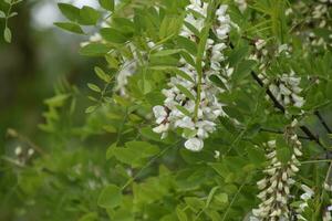 floraison acacia blanc les raisins photo